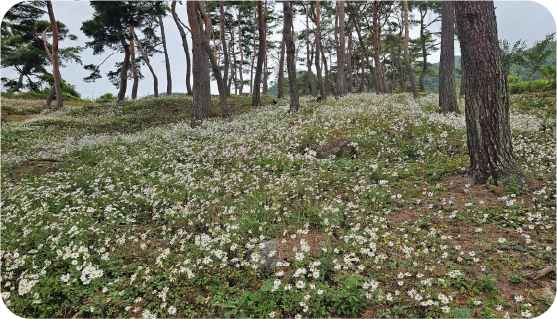 소나무 아래 구절초 군락